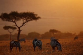 África e Drones como o futuro da produção de alimentos