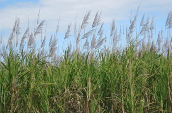 3 e-books gratuitos sobre drones na Agricultura