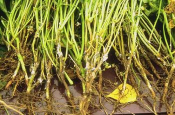 NDVI ou NDRE: entenda as diferenças e possibilidades de aplicações